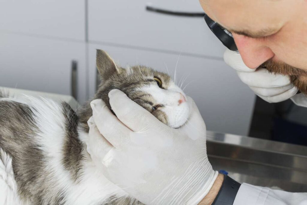 ispezione occhio del gatto