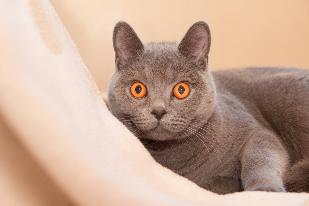 gatto con occhi arancioni