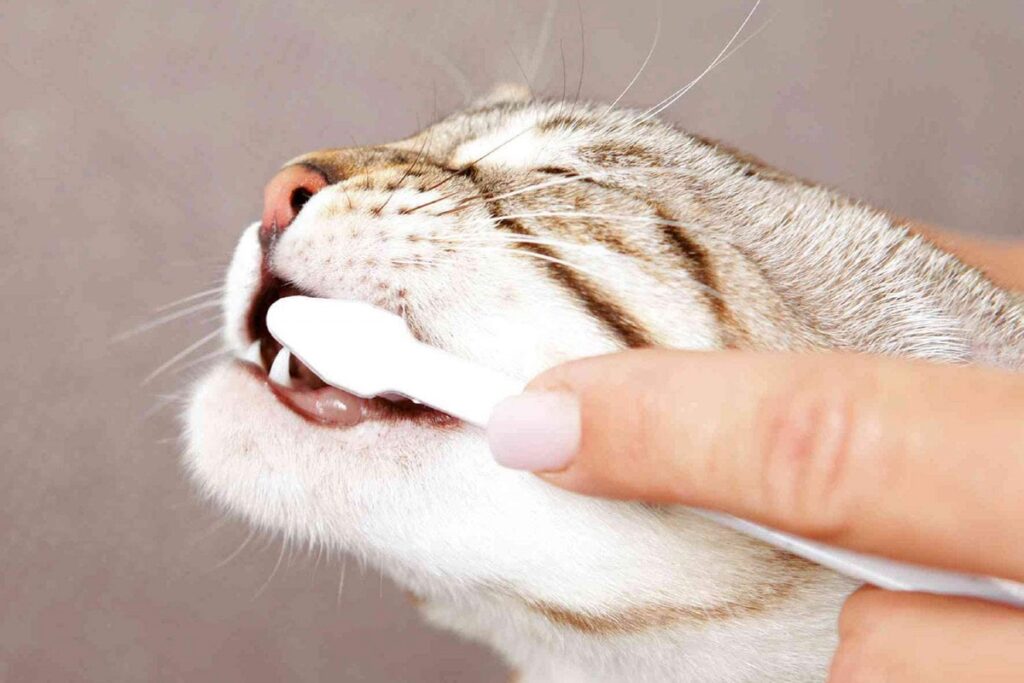 gatto che si lascia lavare i denti