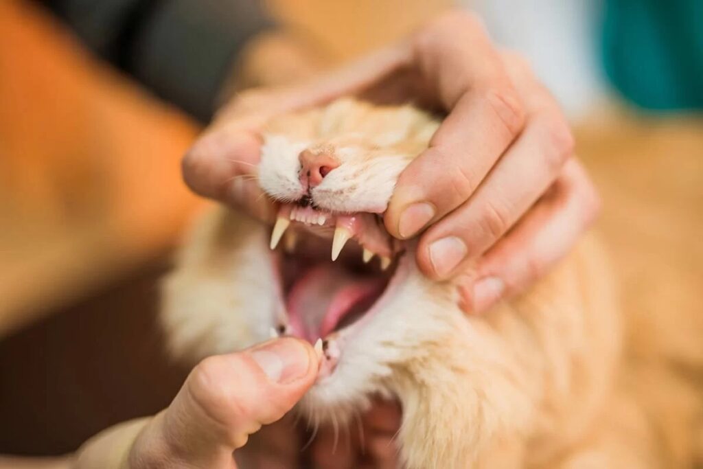 controllare i denti del gatto