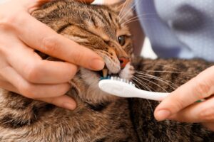 gatto infastidito dalla pulizia dei denti