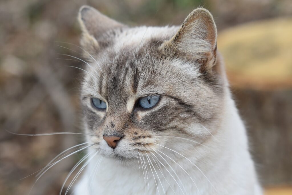 gatto con occhi chiari