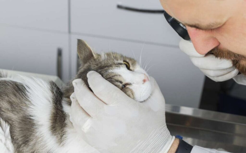 gatto dal veterinario