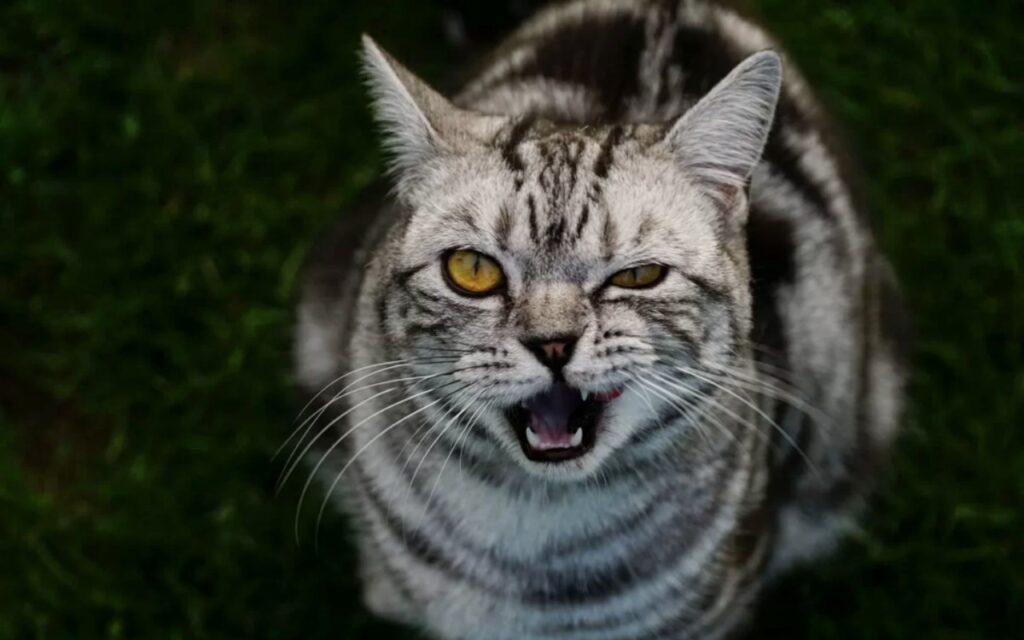 gatto che fa l'occhiolino