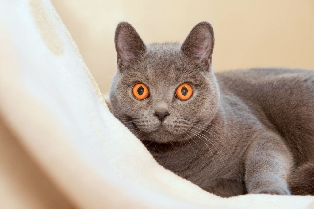 gatto grigio con gli occhi arancioni