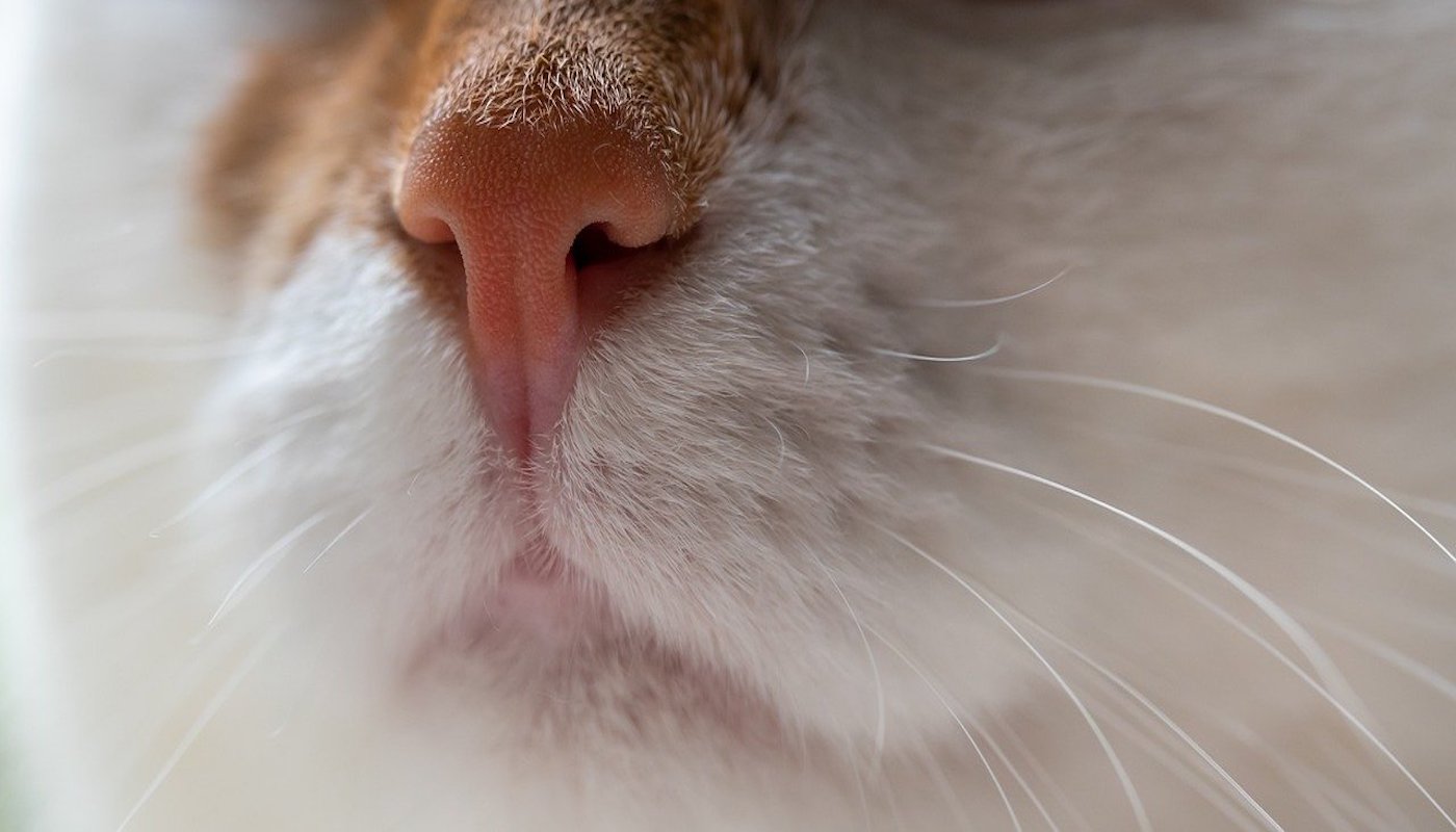gatto naso dolce