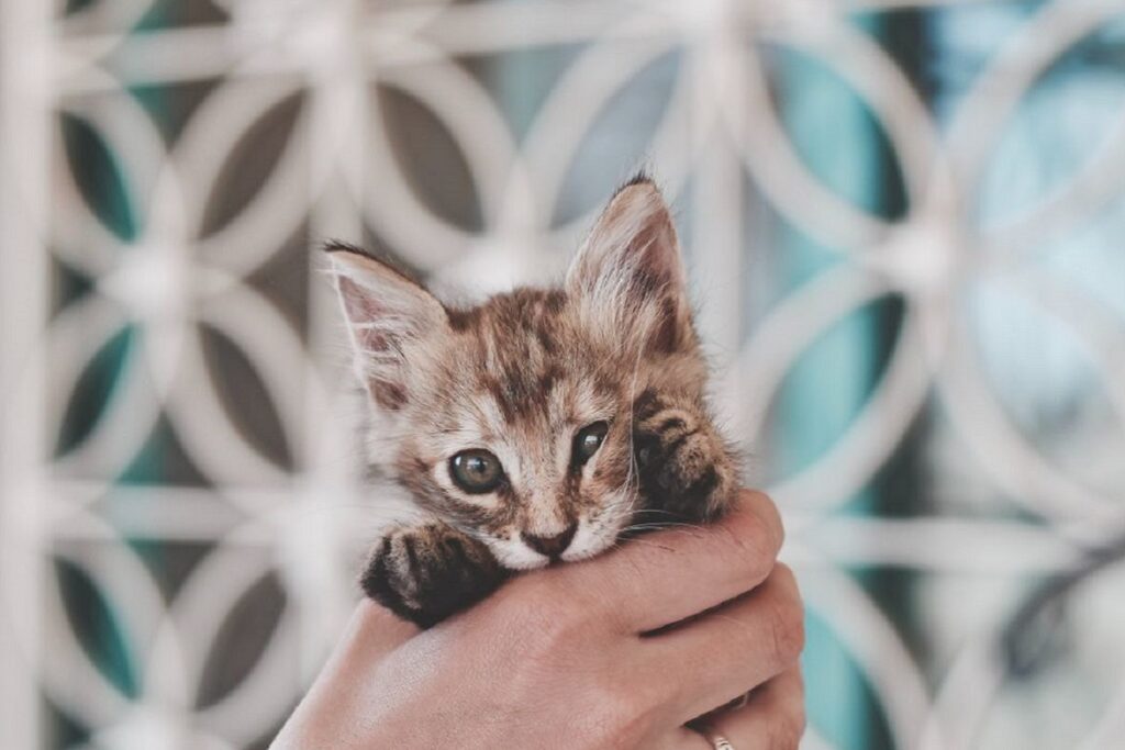 gatto molto piccolo in mano a una persona