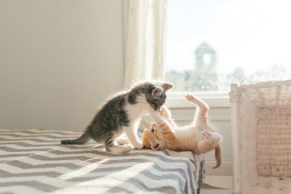 cuccioli di gatto sul letto