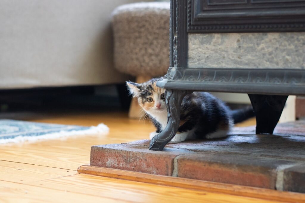 cucciolo di gatto si nasconde