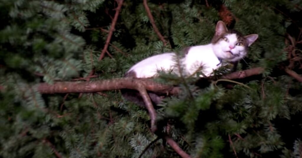 gatto bianco e grigio bloccato su un albero