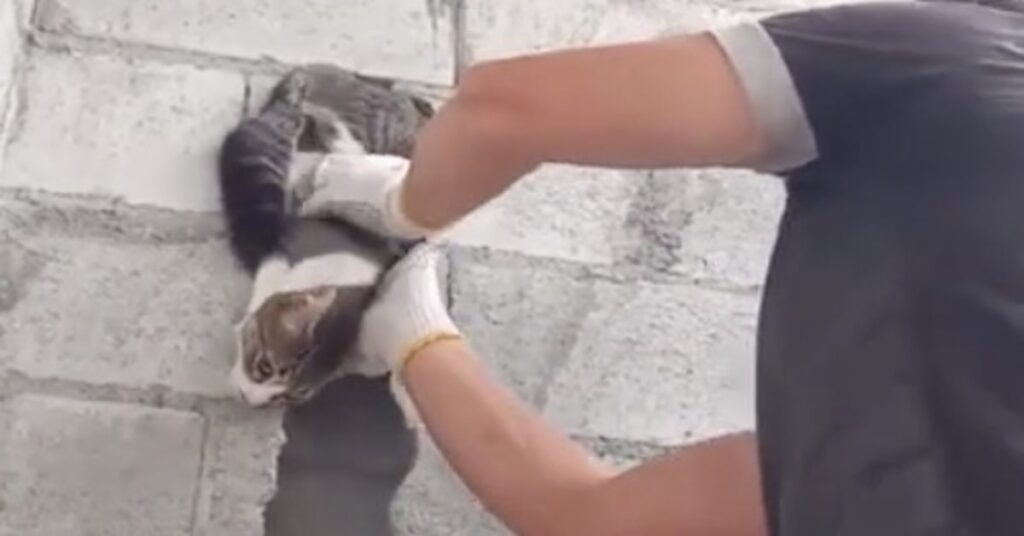 uomo salva un gatto in castrato nella parete