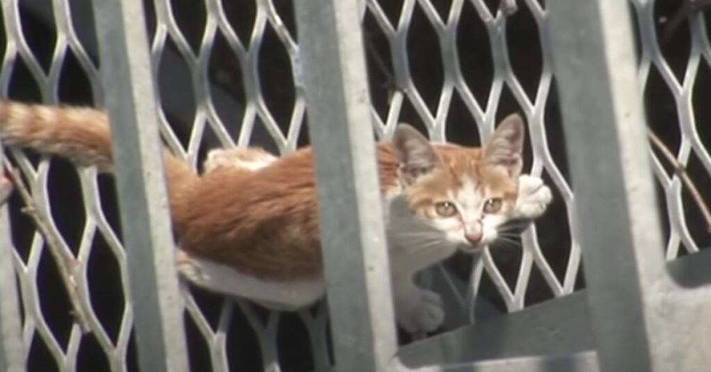 gatto intrappolato in una rete