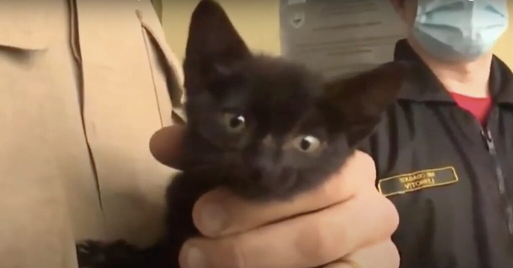 gattino nero appena salvato
