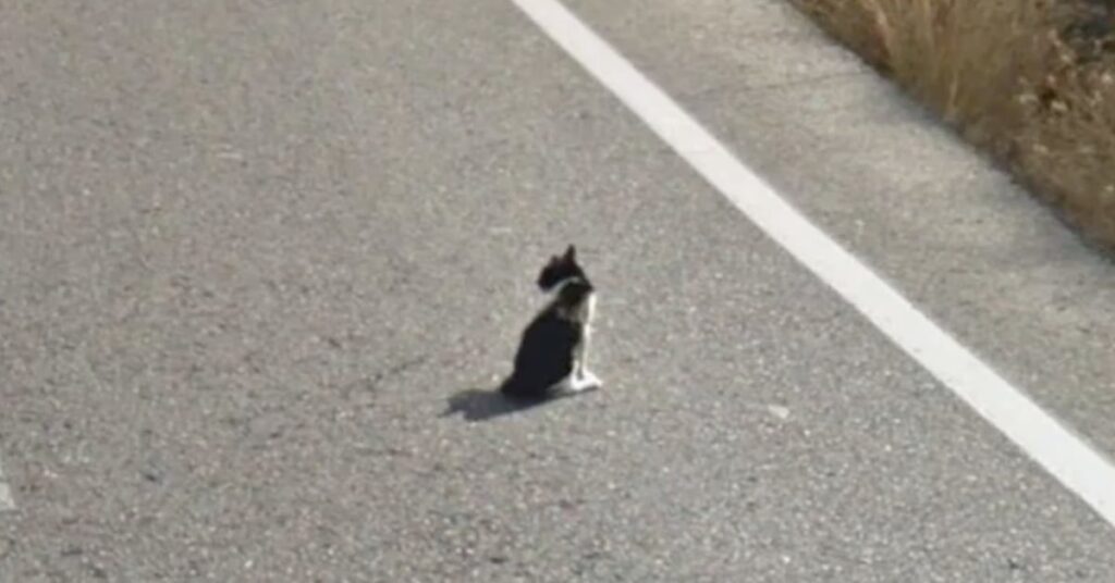 gattino in pericolo sulla strada