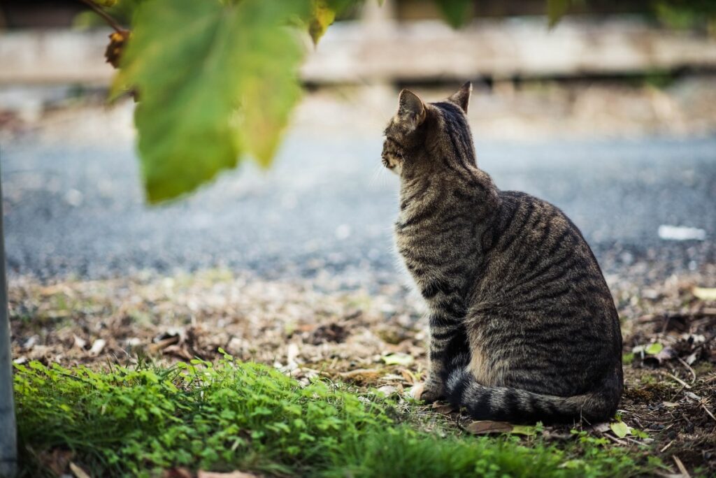 gatto sul prato