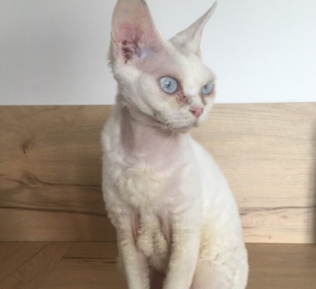 gatto devon rex occhi azzurri