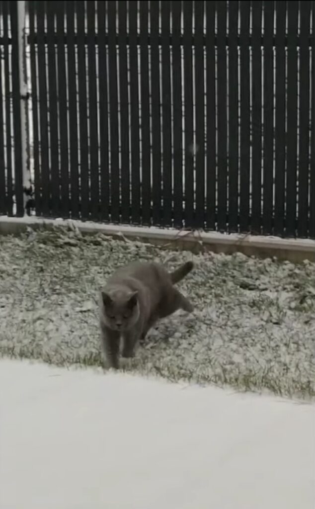 simpatico gatto vede la neve per la prima volta