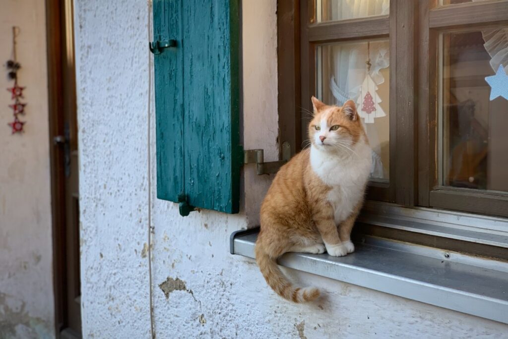 gatto domestico