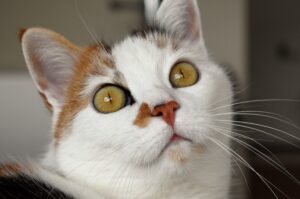 5 tiragraffi divertenti per il gatto che ama le cose buffe