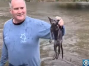 Un uomo salva un gattino dalle acque alluvionali (VIDEO)