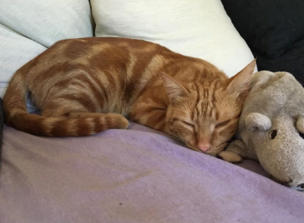 gatto riposa su lenzuolo viola