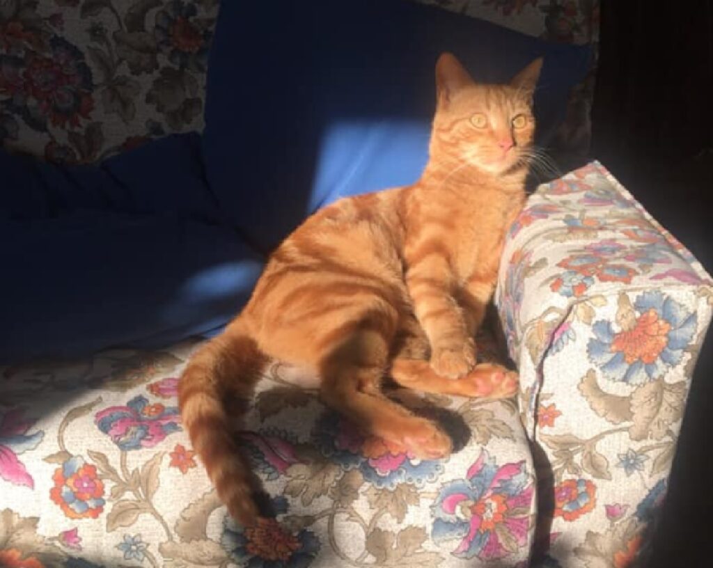 gatto rosso su poltrona rosa