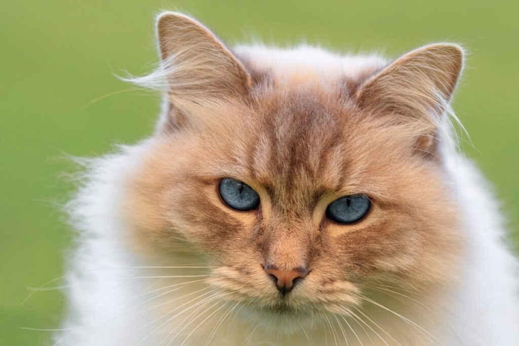 gatto occhi azzurri
