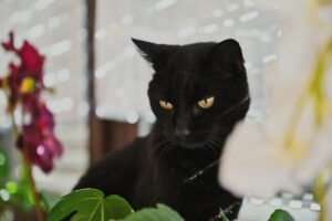 felino nero stupendo