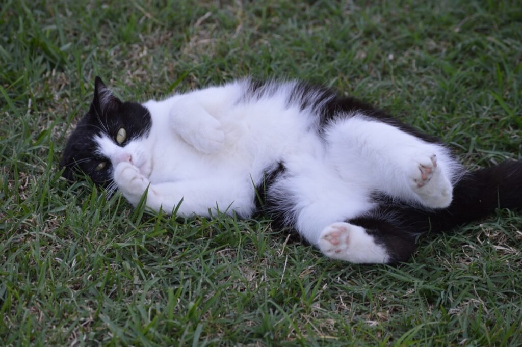 felino pancia su