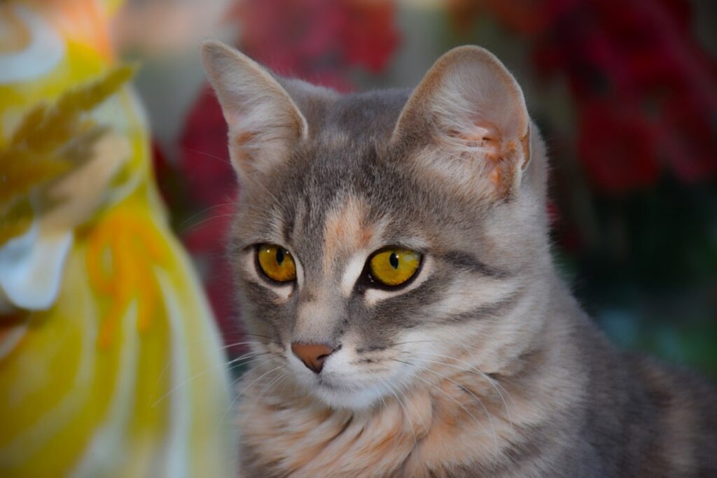 micio occhi stupendi