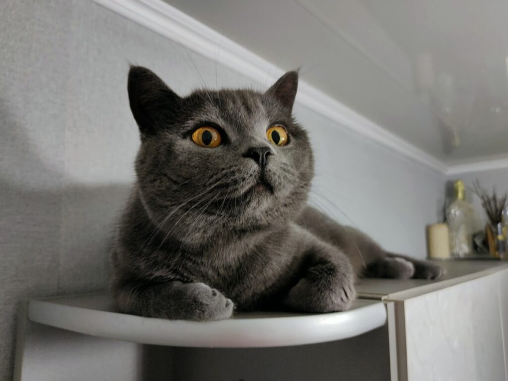 felino grigio stupendo