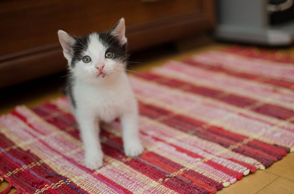 felino bianco nero