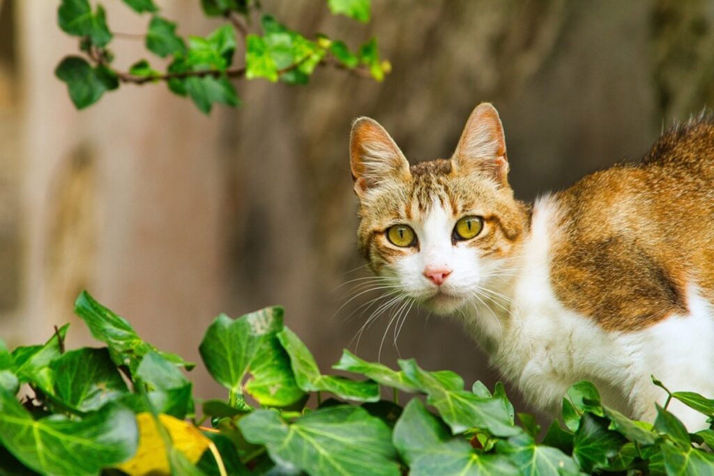 felino natura esplora