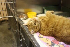 4 consigli per una visita dal veterinario priva di stress per il gatto