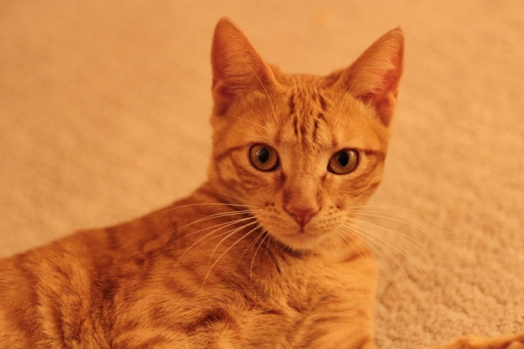 orecchie gatto arancione