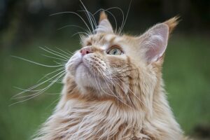 4 cose che i gatti riescono a dirci a modo loro