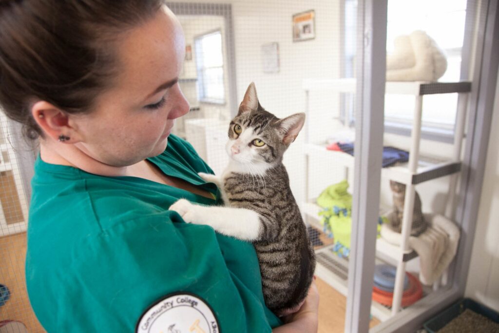 4 cose che mettono in difficoltà i veterinari dei gatti