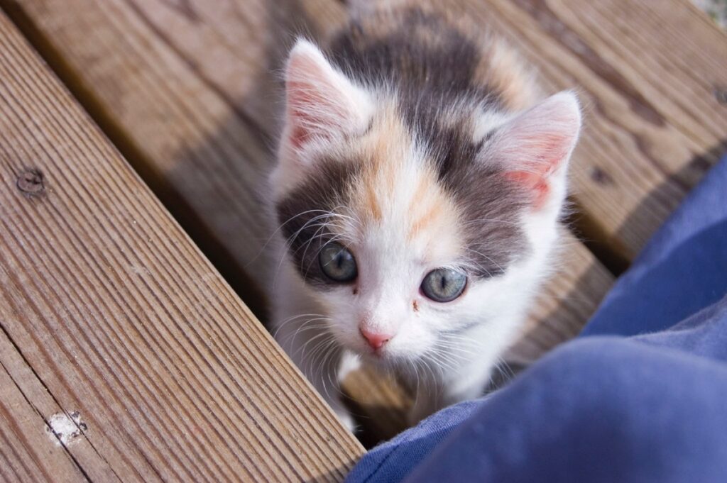 micio calico colori