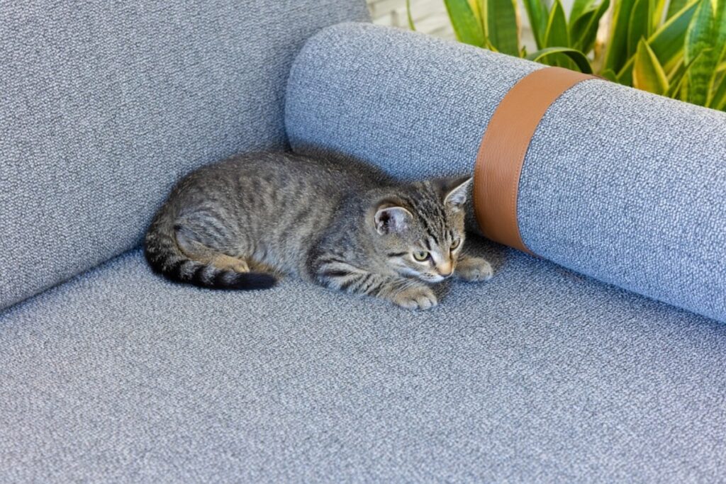 felino sul divano