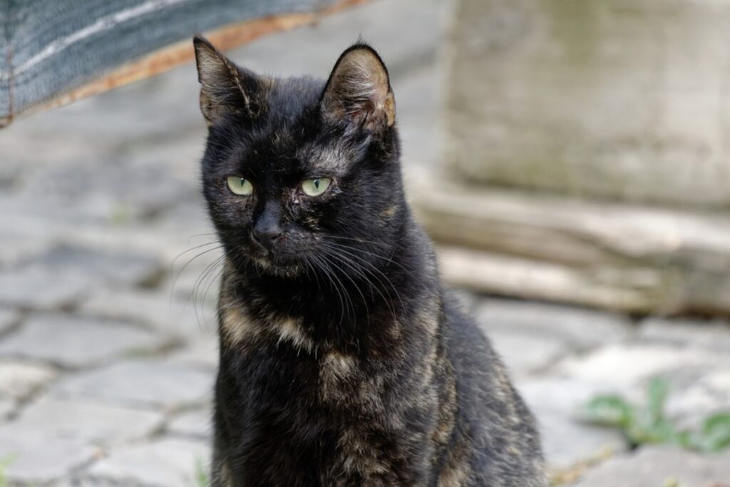 micio pelo nero