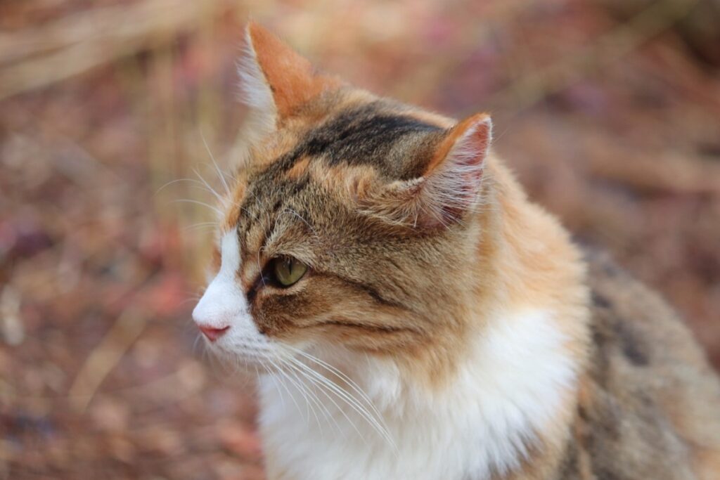 felino nella natura