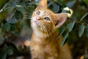 4 cose che ti fanno capire quale personalità ha il tuo gatto