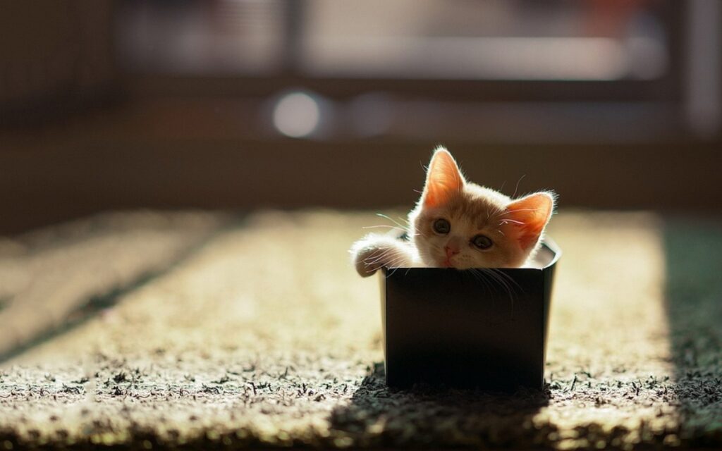 gatto piccola scatolina