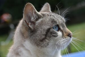 felino occhi azzurri