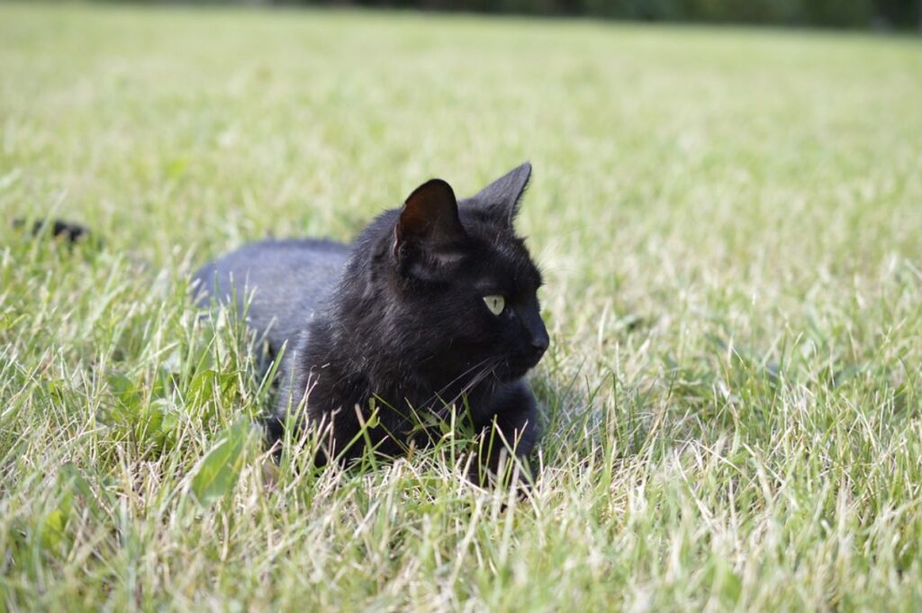 gatto nero giardino