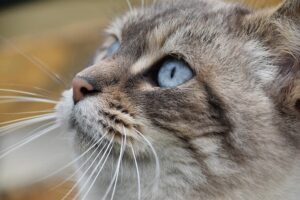 4 motivi per cui i gatti hanno i baffi