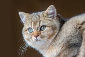 4 motivi per cui il gatto è più affamato del solito