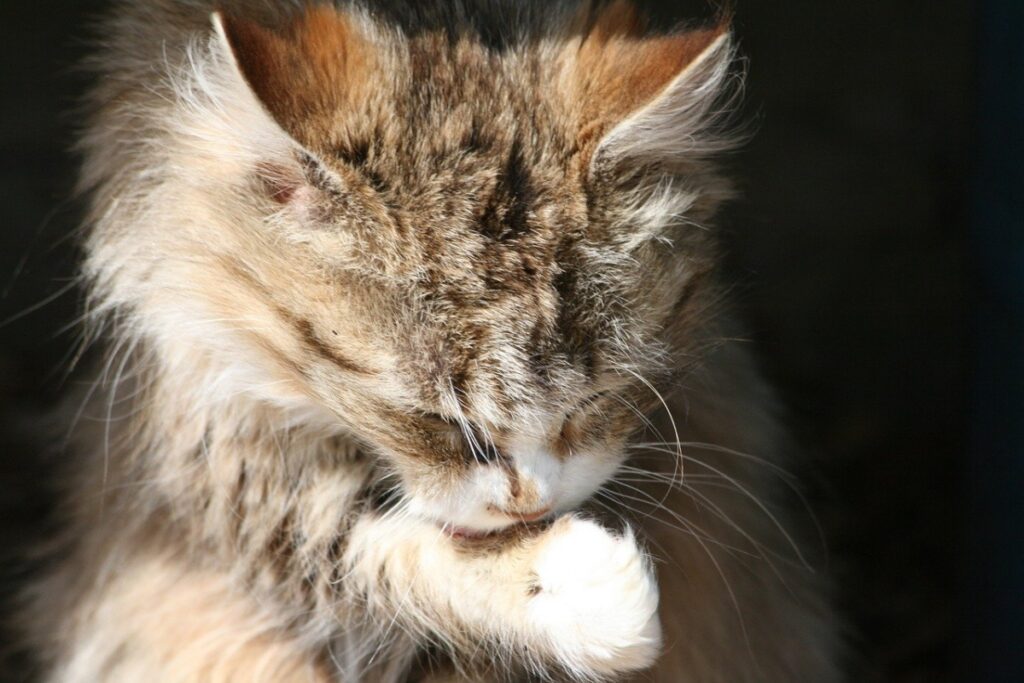 felino gattino dolce