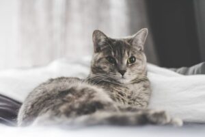 4 ragioni per cui il gatto fa pipì sul tuo letto