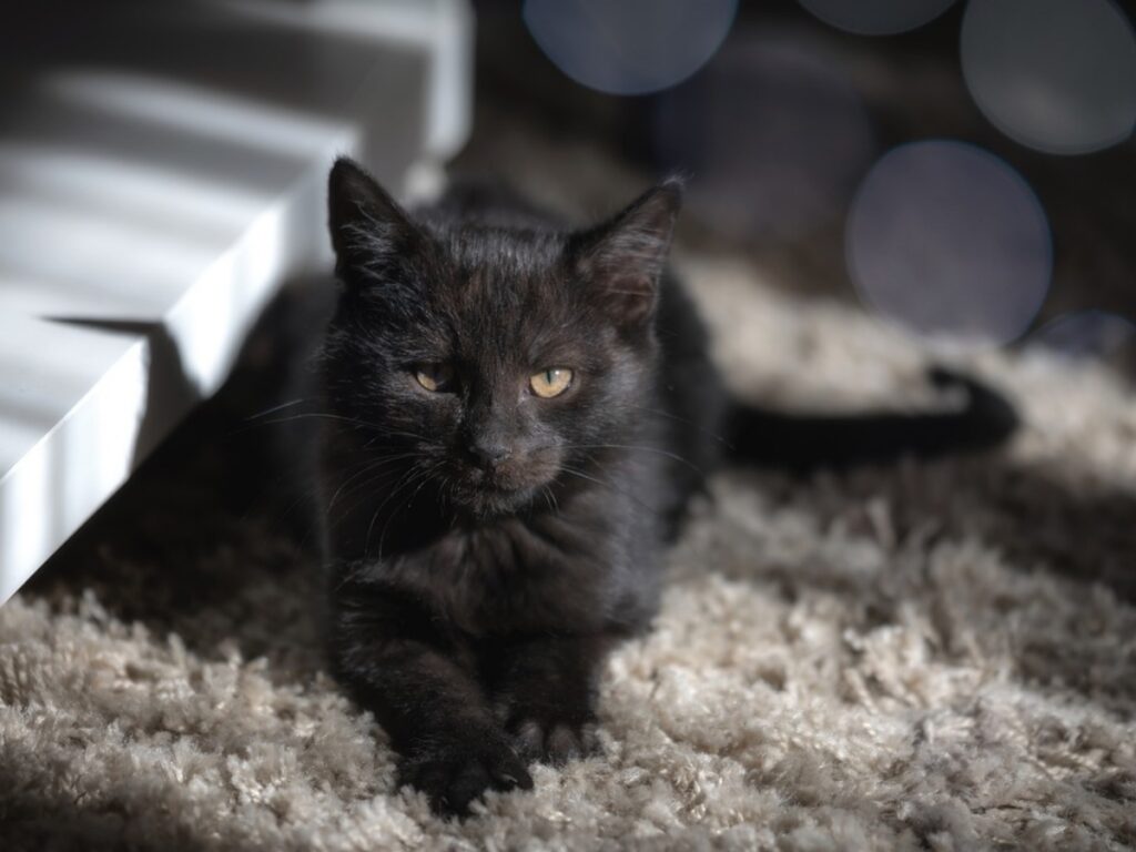 gatto nero casa